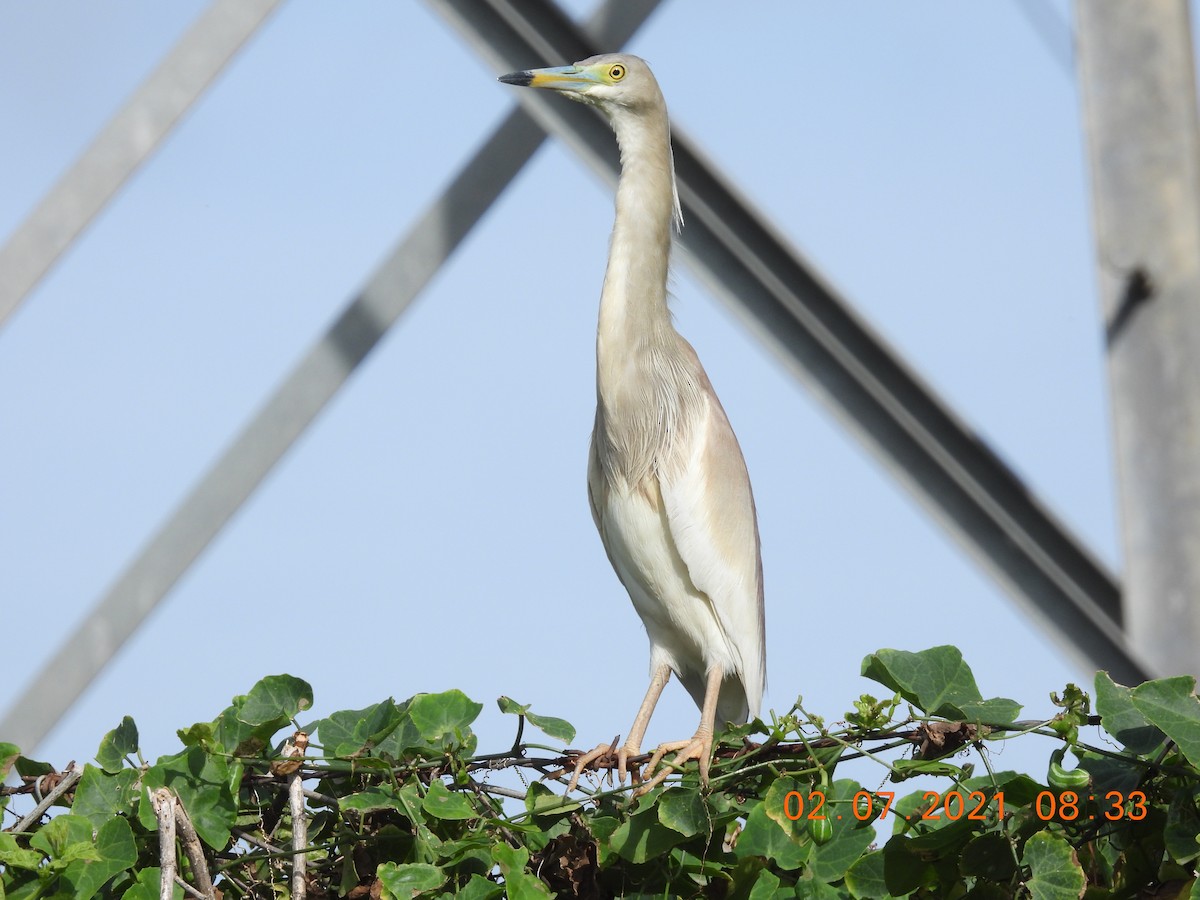 Indian Pond-Heron - ML351638651