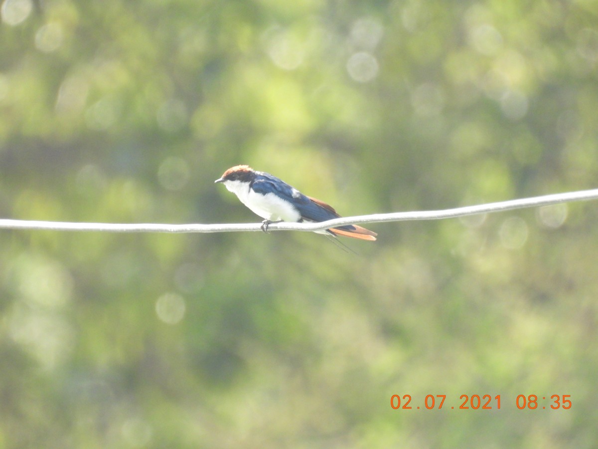 Wire-tailed Swallow - ML351638671