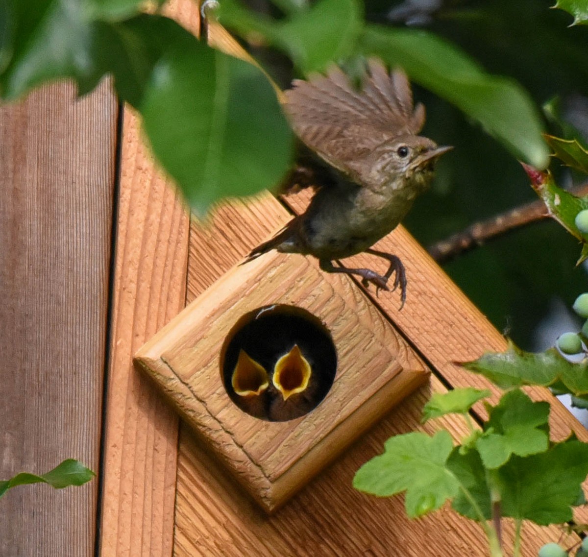 House Wren - virginia rayburn