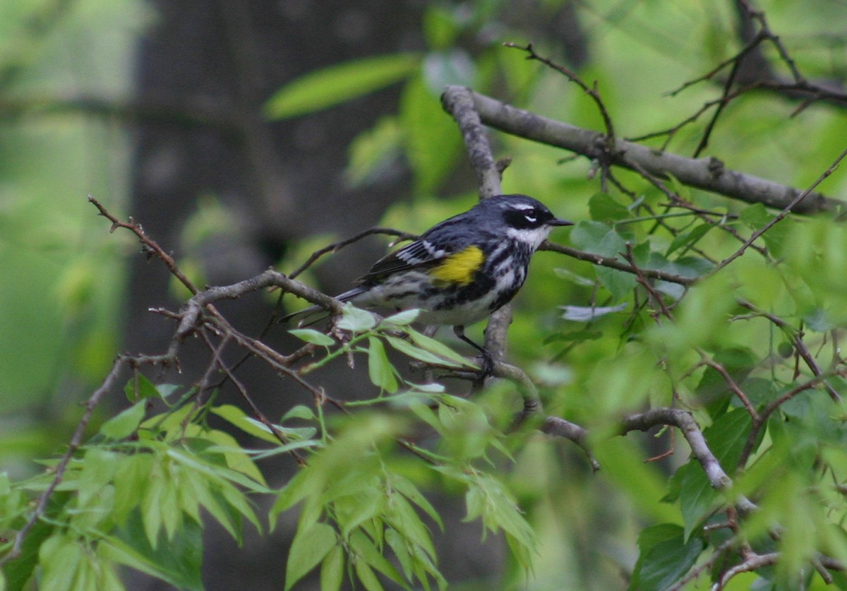 Yellow-rumped Warbler - David  Clark