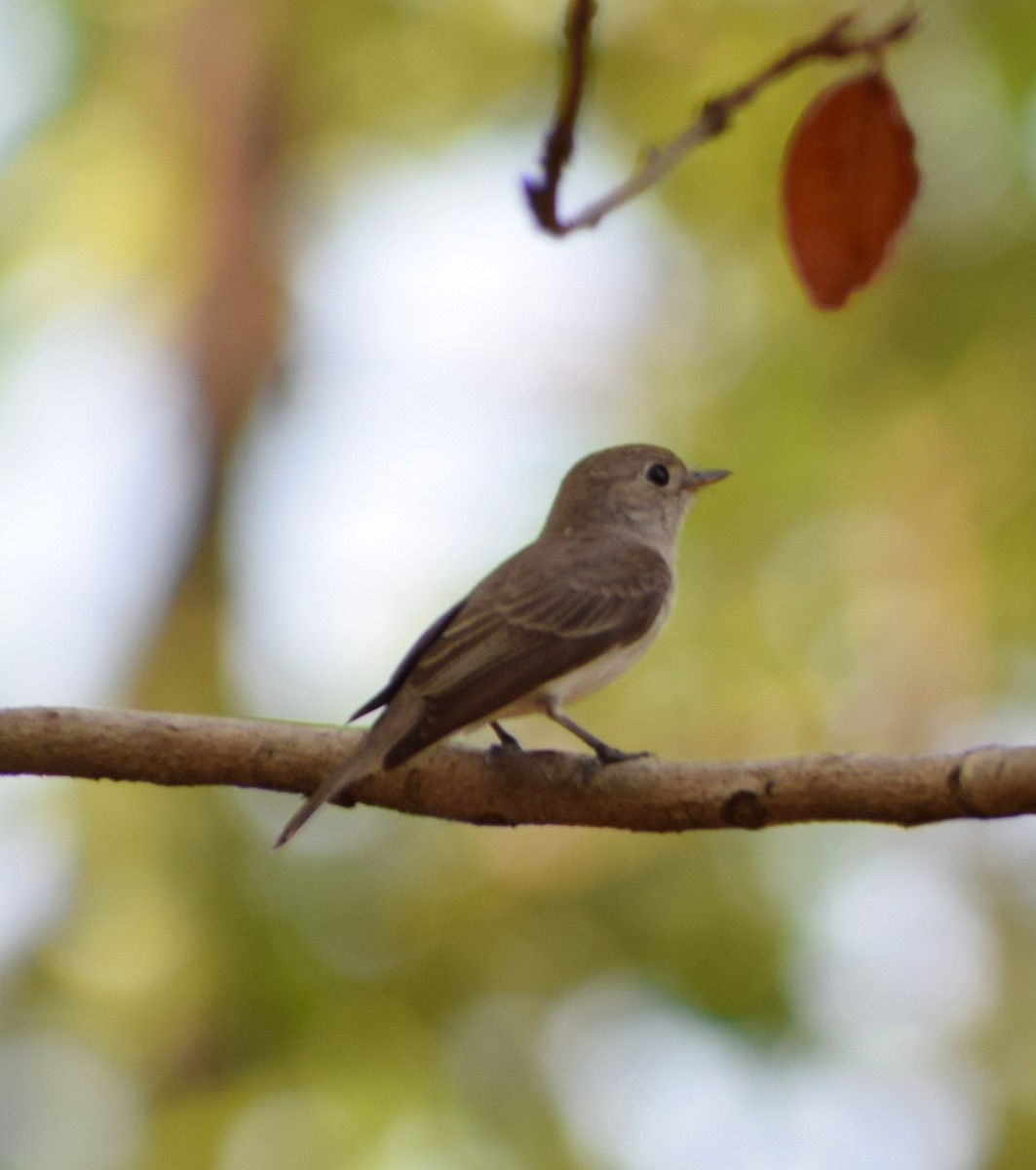 Asian Brown Flycatcher - ML351641081