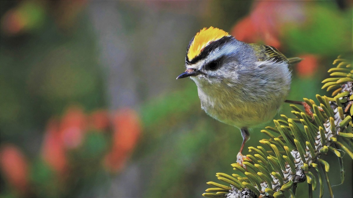 Golden-crowned Kinglet - ML351643201