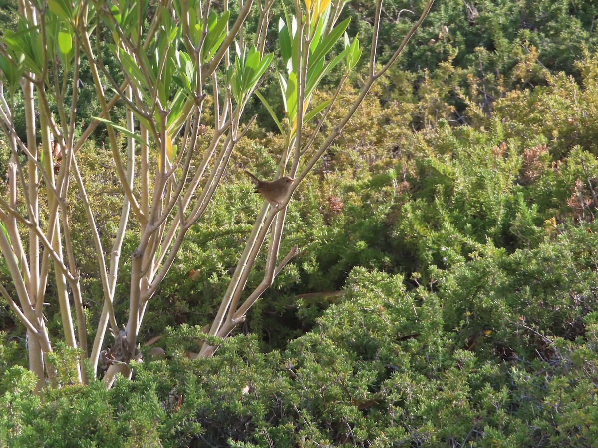 Northern House Wren - ML351645781