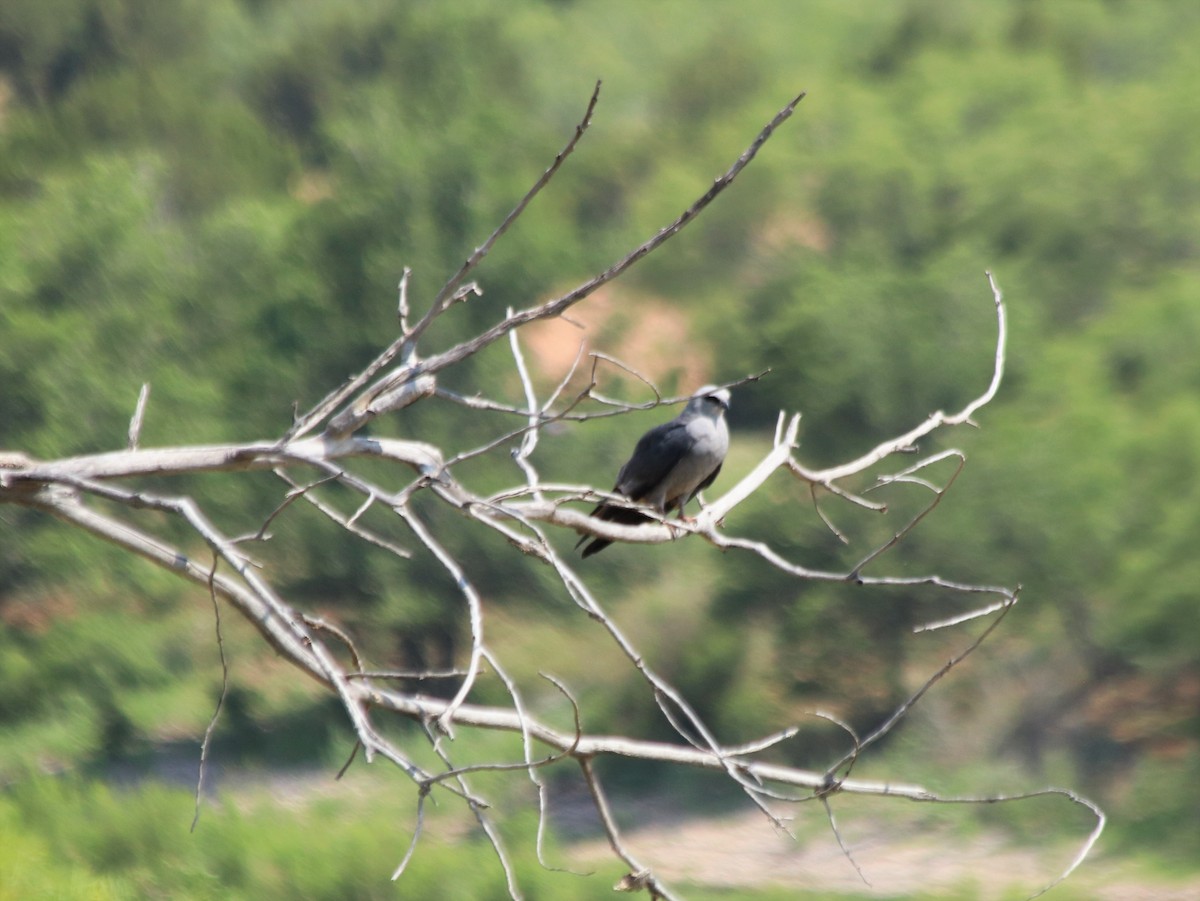 Mississippi Kite - Angel Zakharia