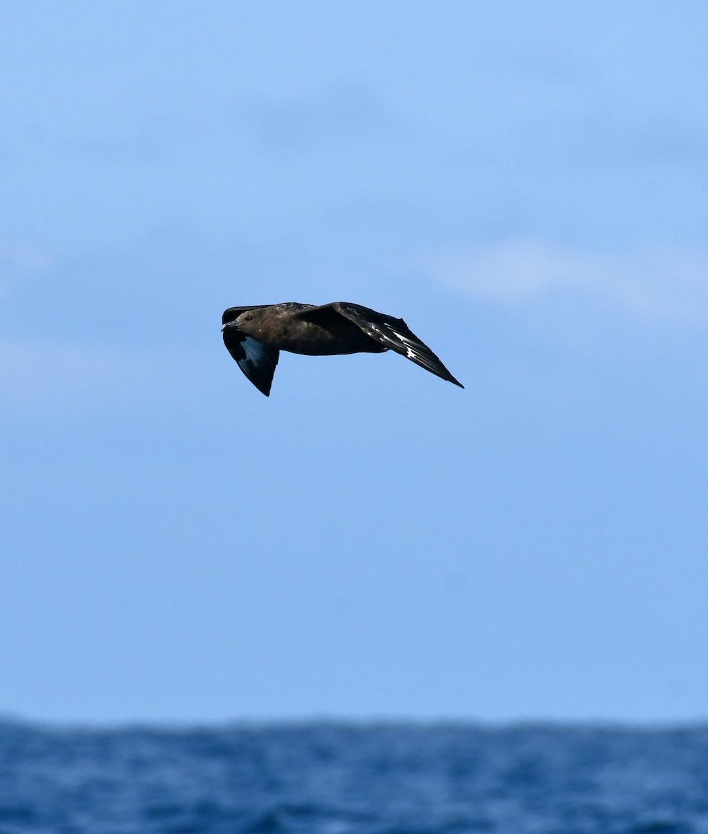 Brown Skua - ML351646721