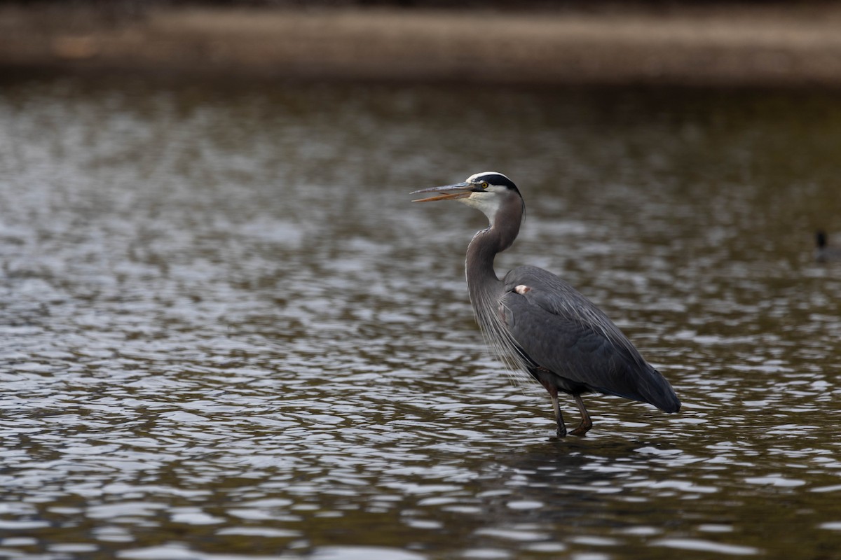 Great Blue Heron - ML351647611