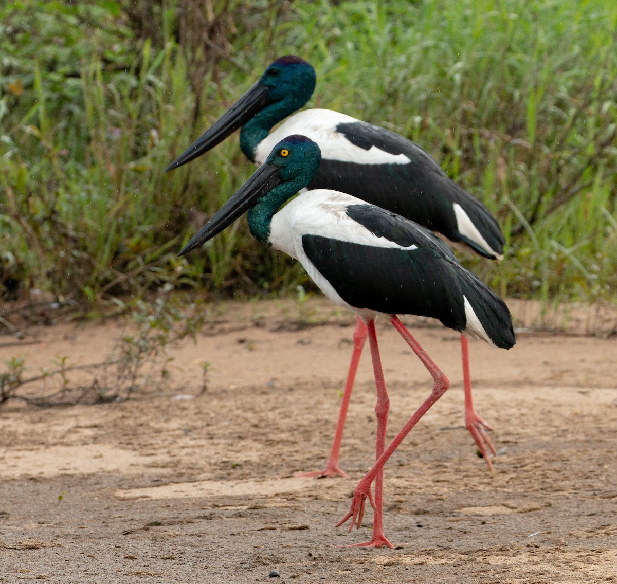 Black-necked Stork - Katherine Clark