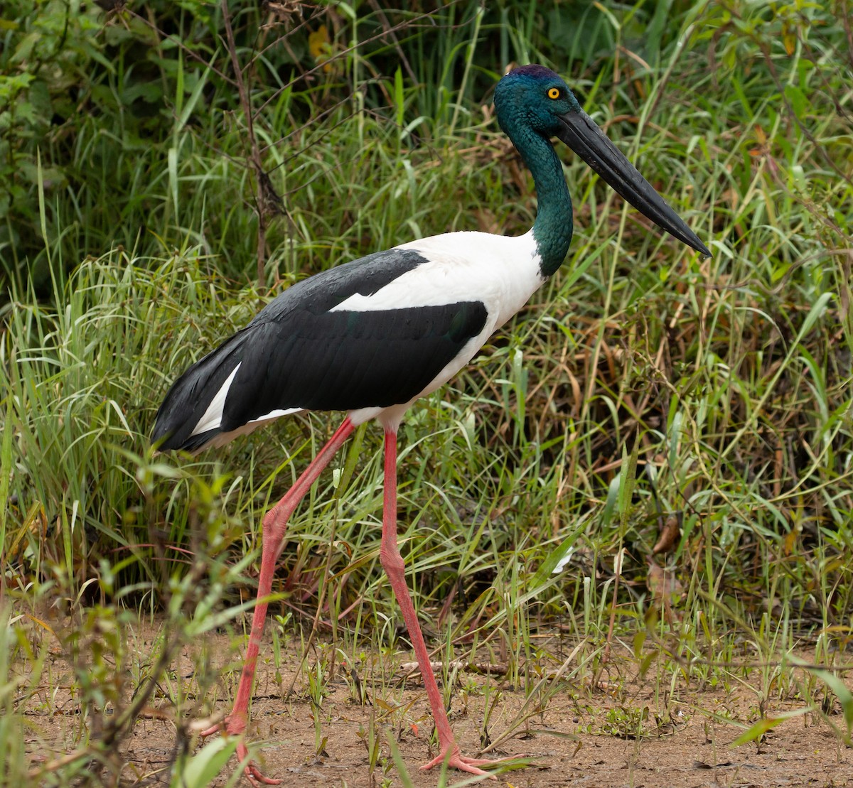 Black-necked Stork - Katherine Clark