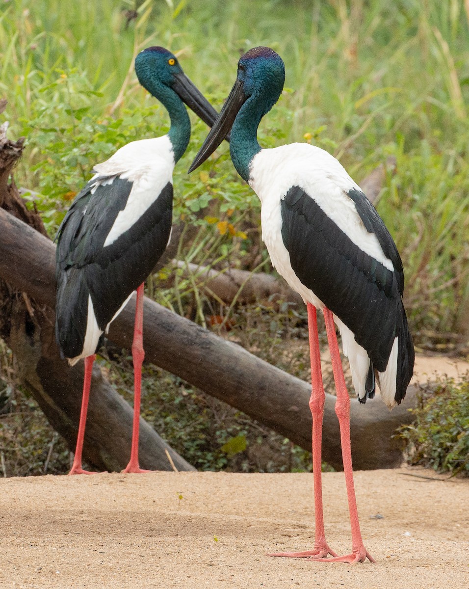 Black-necked Stork - ML351650131