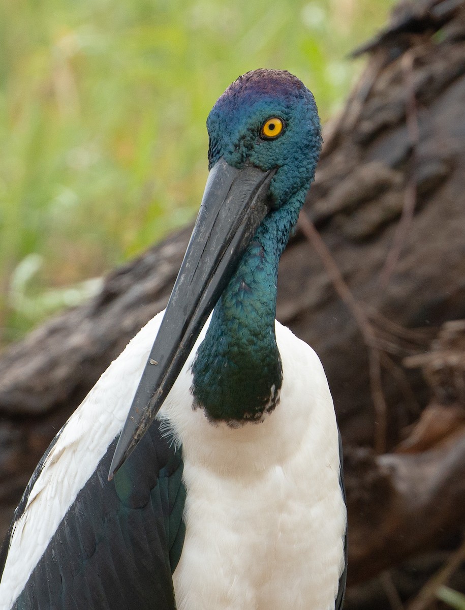 Black-necked Stork - ML351650171