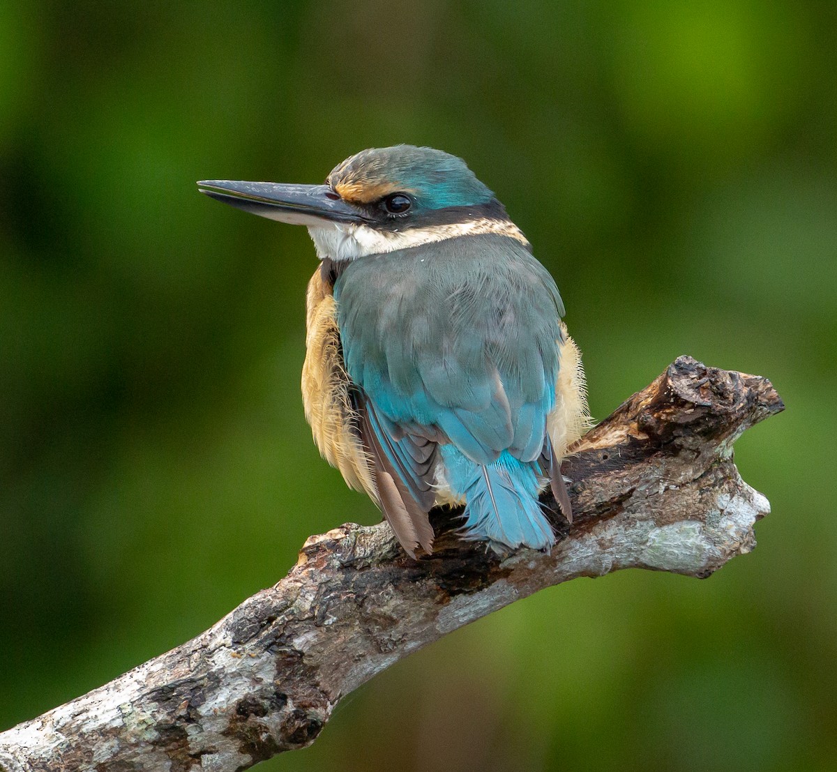 Sacred Kingfisher - ML351650421