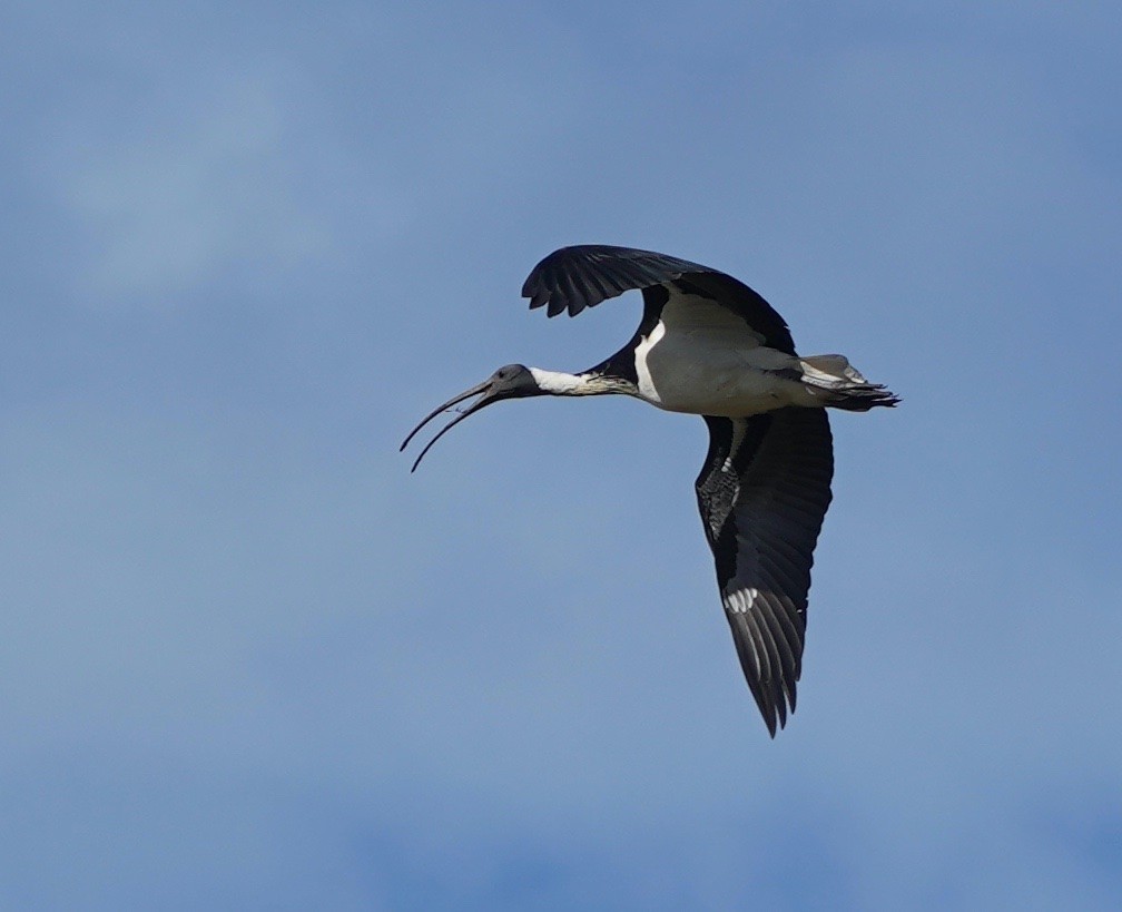 Straw-necked Ibis - ML351650751