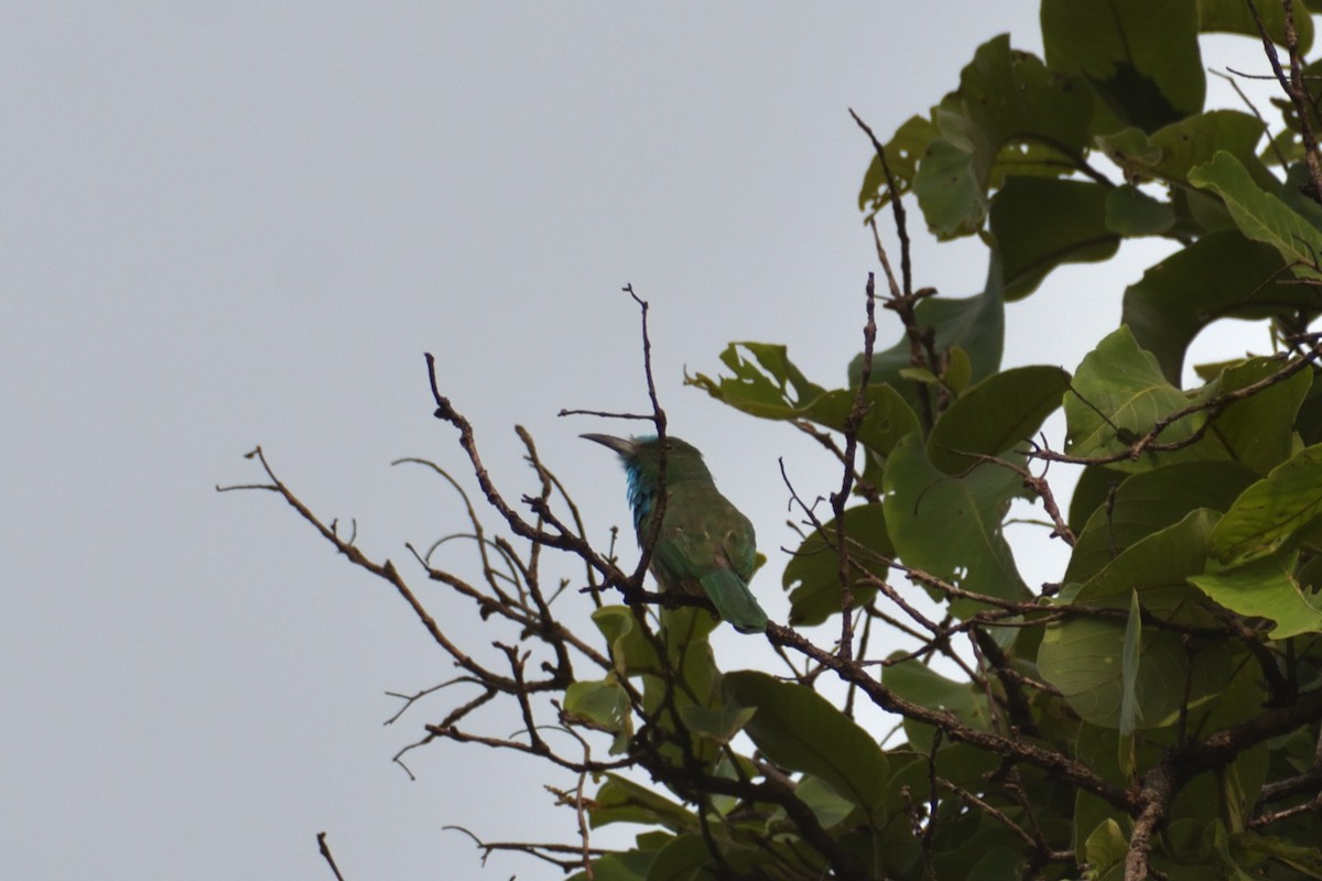 Blue-bearded Bee-eater - ML351650861