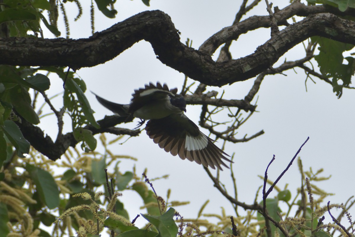 Pied Cuckoo - Urjit Singh