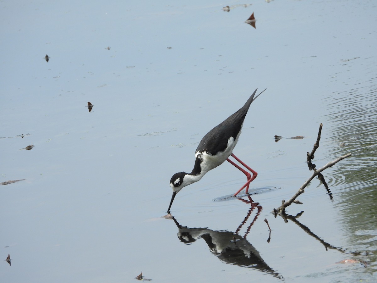 Black-necked Stilt - ML351651491