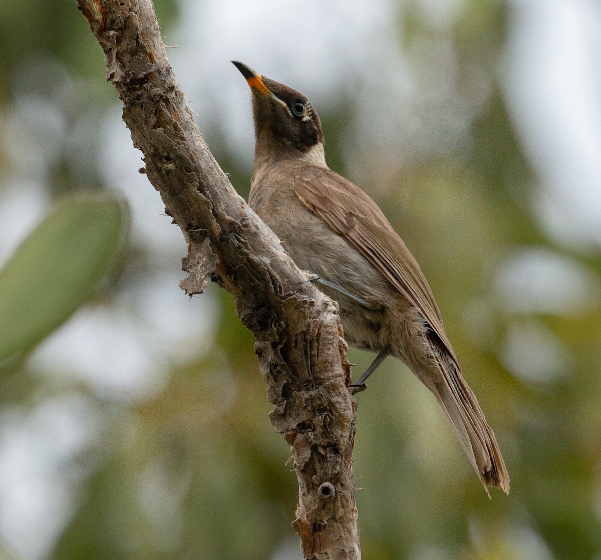 Bridled Honeyeater - ML351653271
