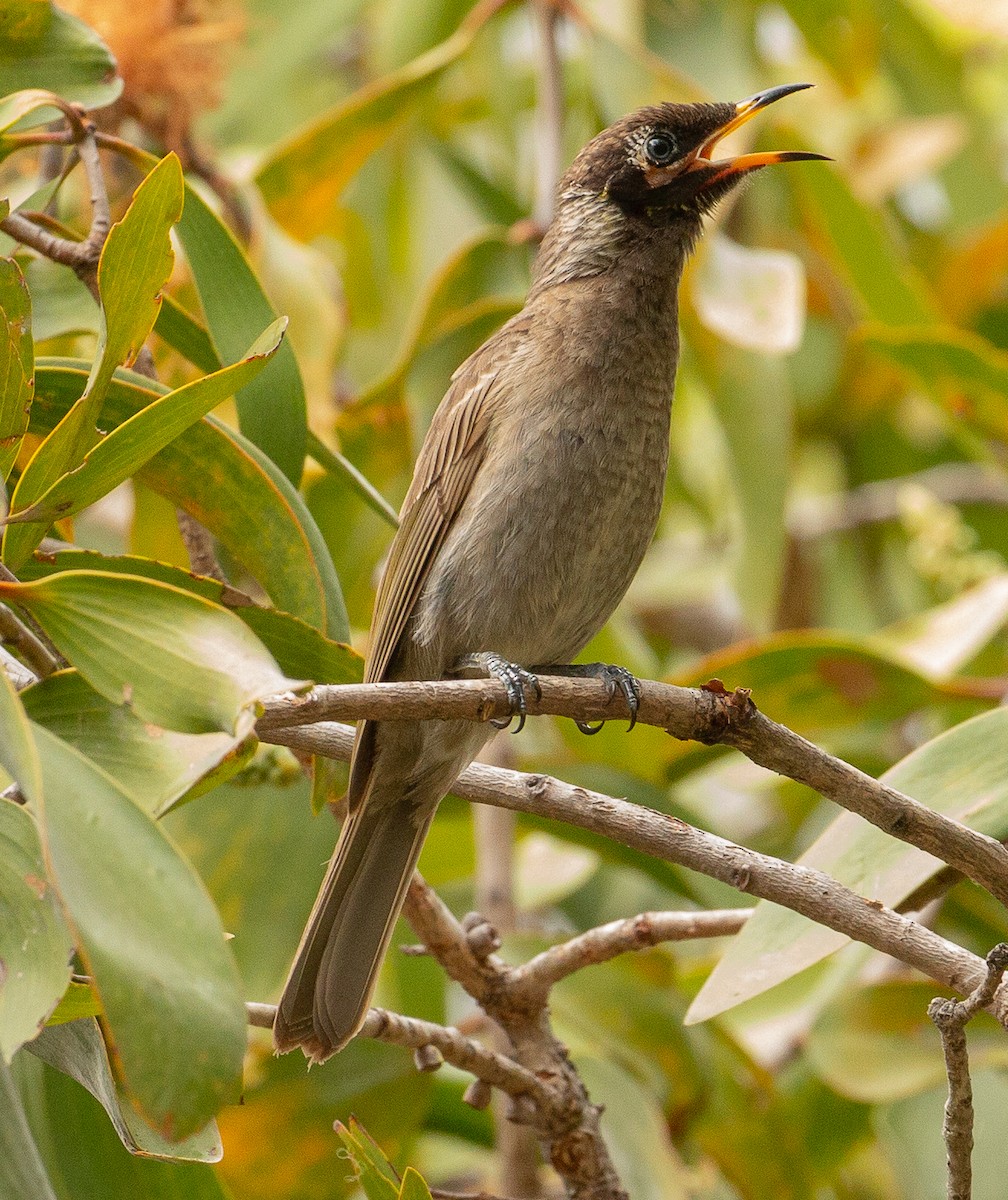 Bridled Honeyeater - ML351653291