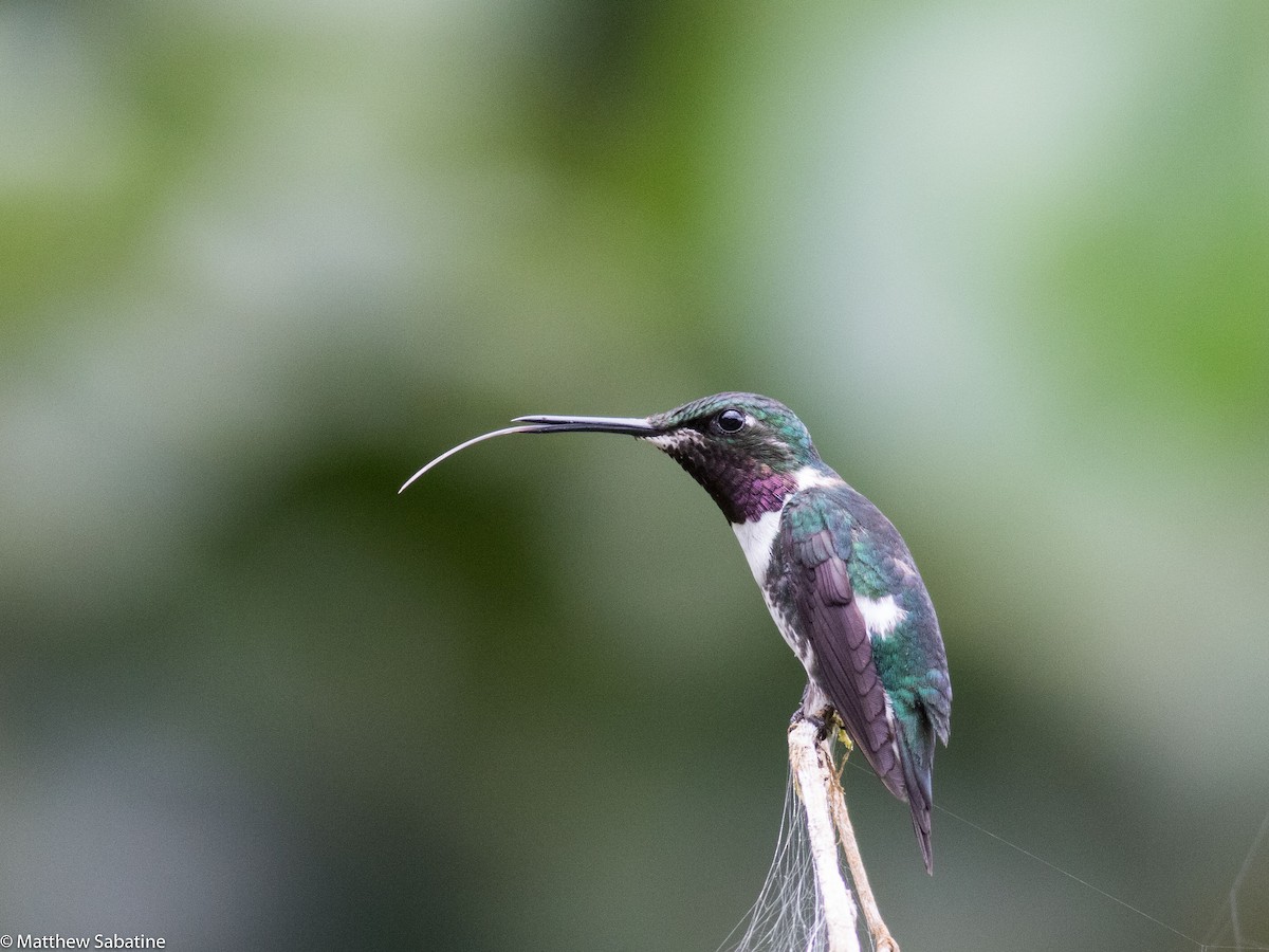 Colibrí de Mulsant - ML35165401