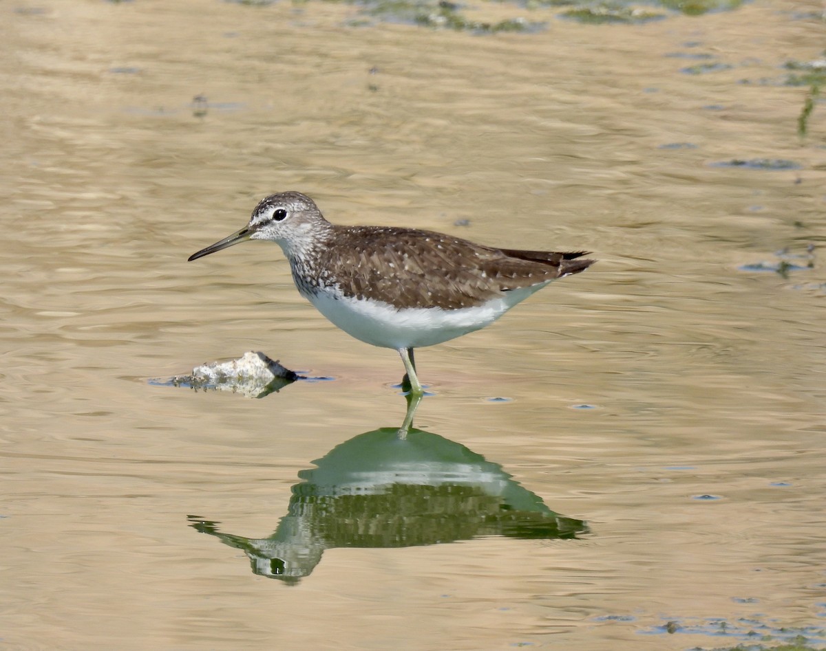 Green Sandpiper - ML351654551