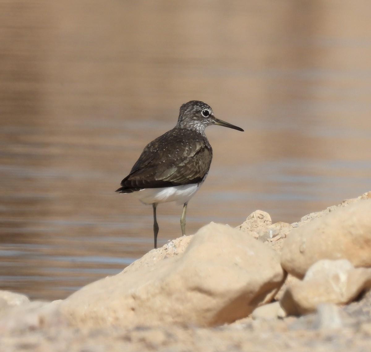 Green Sandpiper - ML351654581