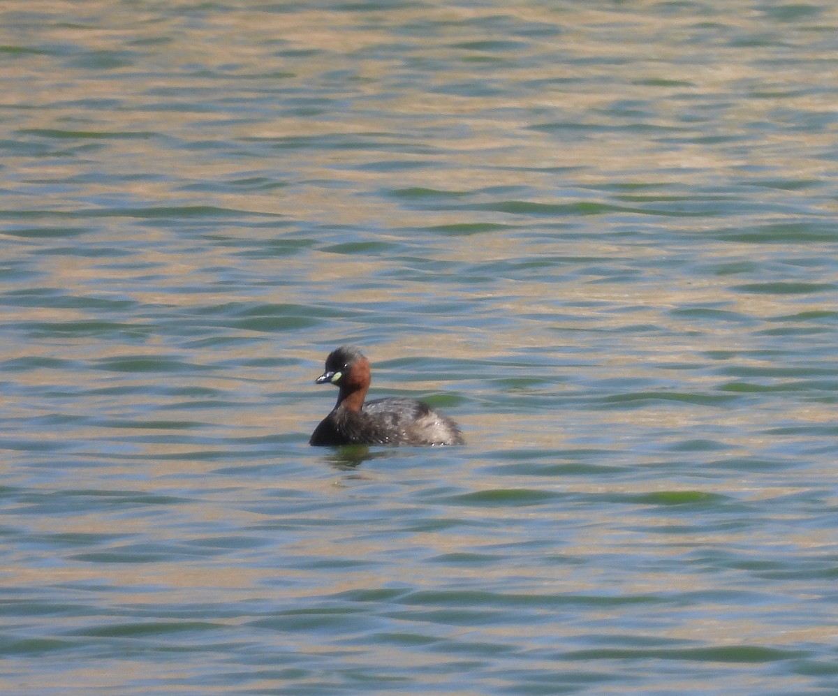 Little Grebe - ML351654711