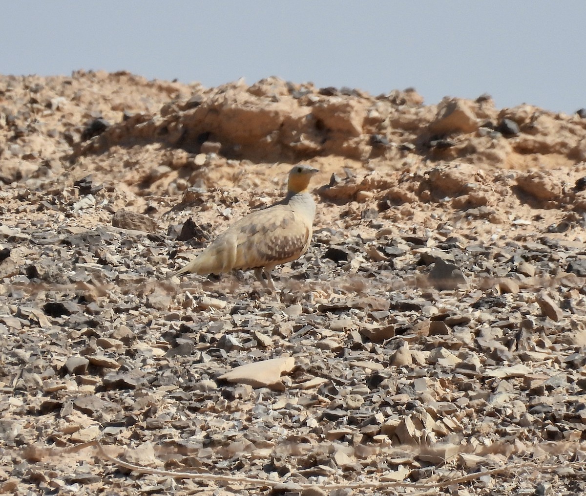 Spotted Sandgrouse - ML351654871