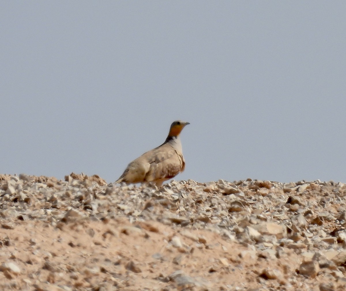 Spotted Sandgrouse - ML351654901