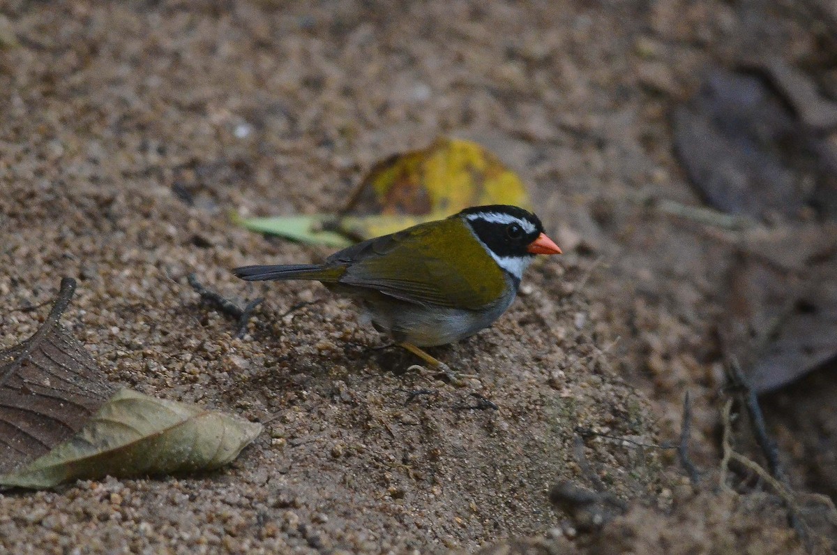 Orange-billed Sparrow - ML35165541