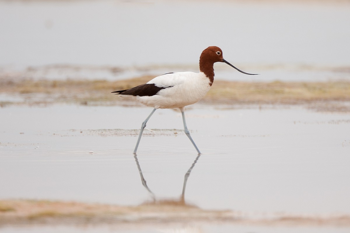 Red-necked Avocet - ML351657921