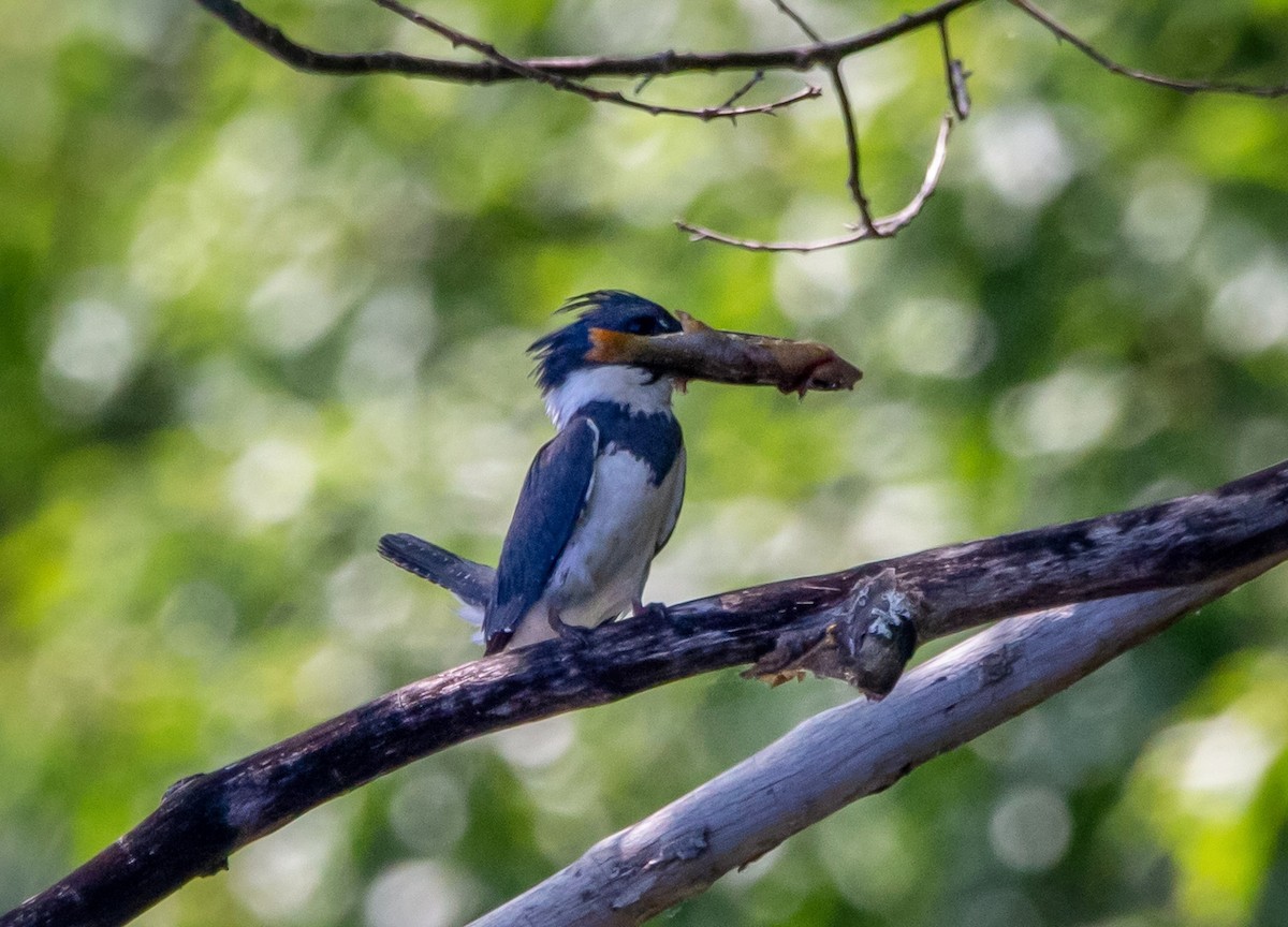 Belted Kingfisher - ML351658151