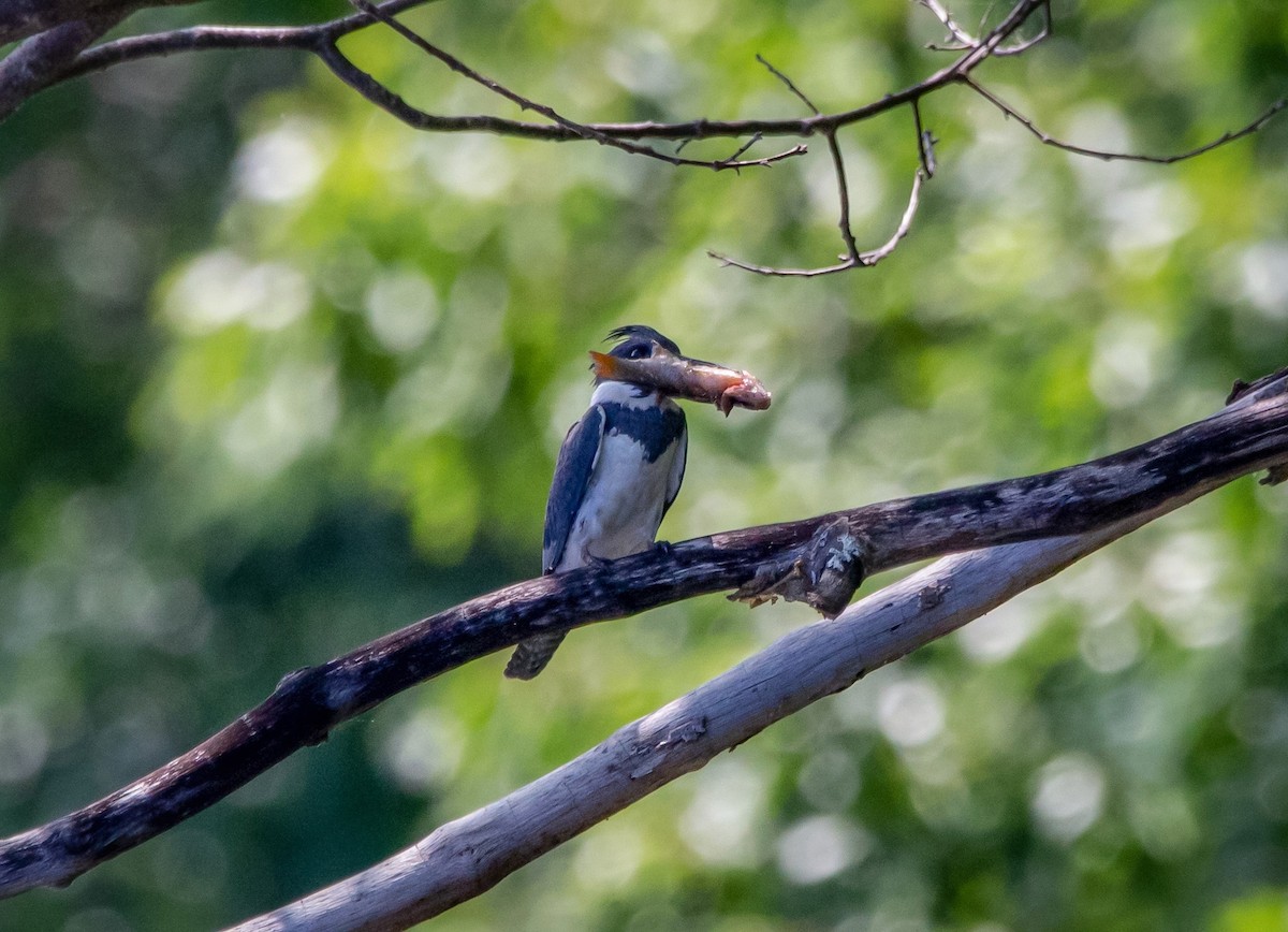 Belted Kingfisher - ML351658161