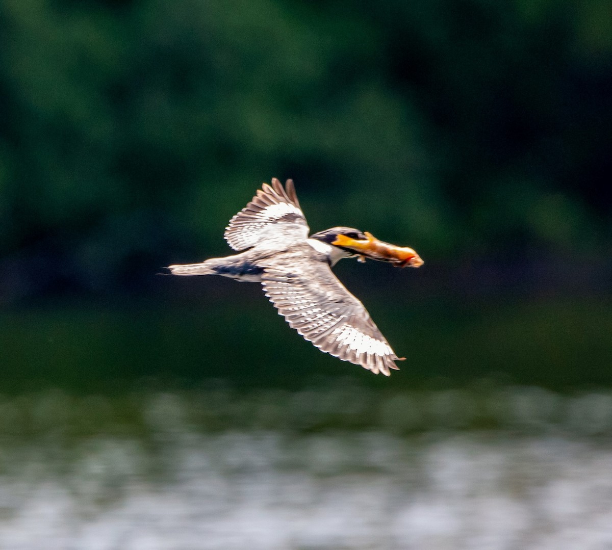 Belted Kingfisher - ML351658171