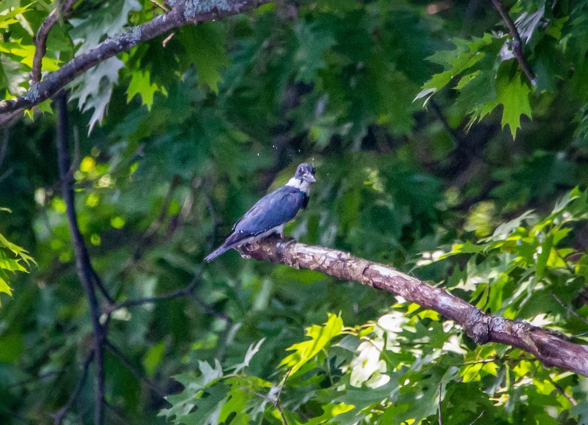 Belted Kingfisher - ML351658181
