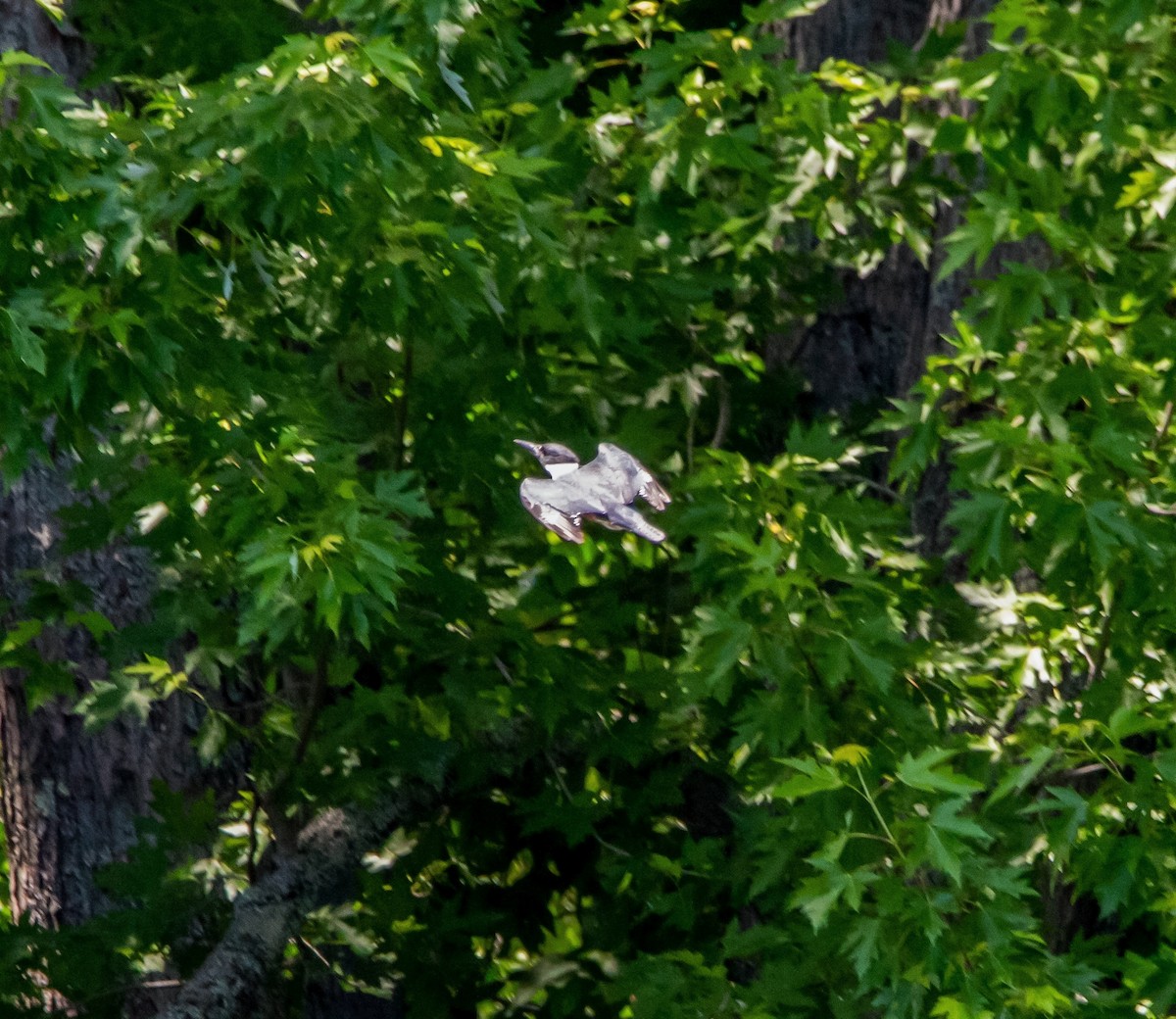 Belted Kingfisher - ML351658191