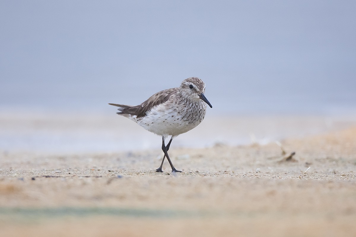 White-rumped Sandpiper - ML351658301