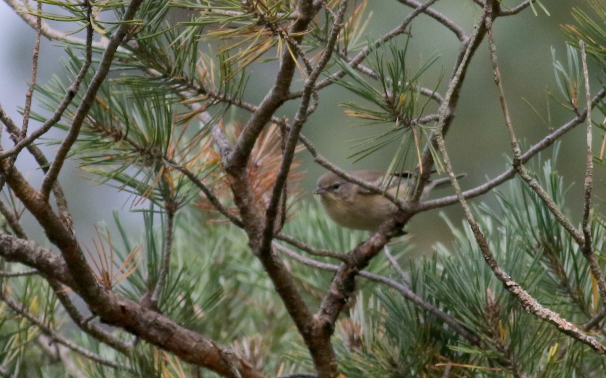 Paruline des pins - ML35165831