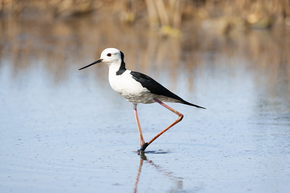 Pied Stilt - ML351658841