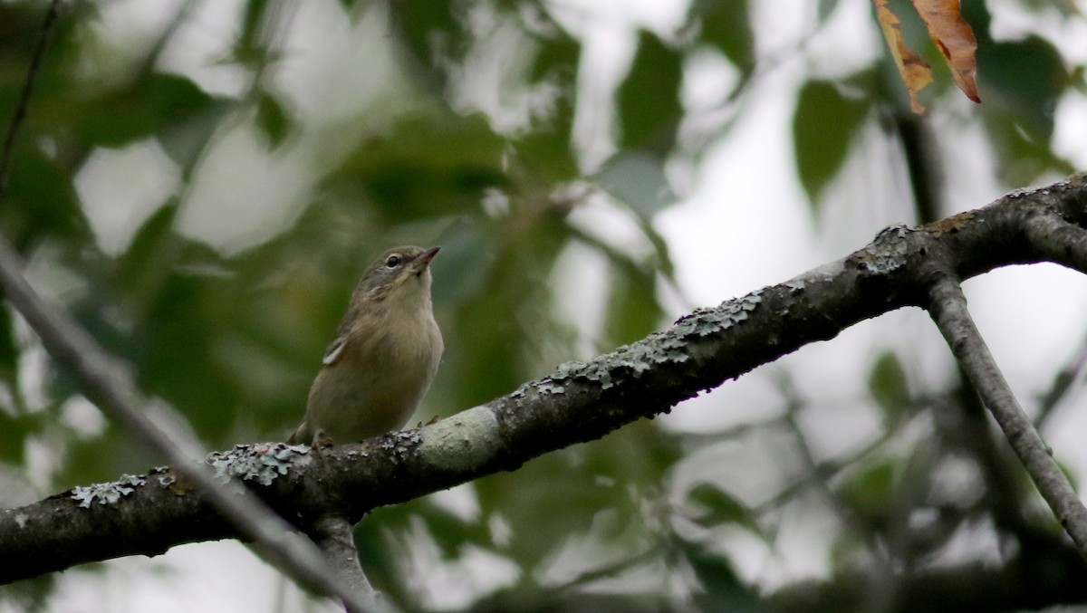 Pine Warbler - ML35166021