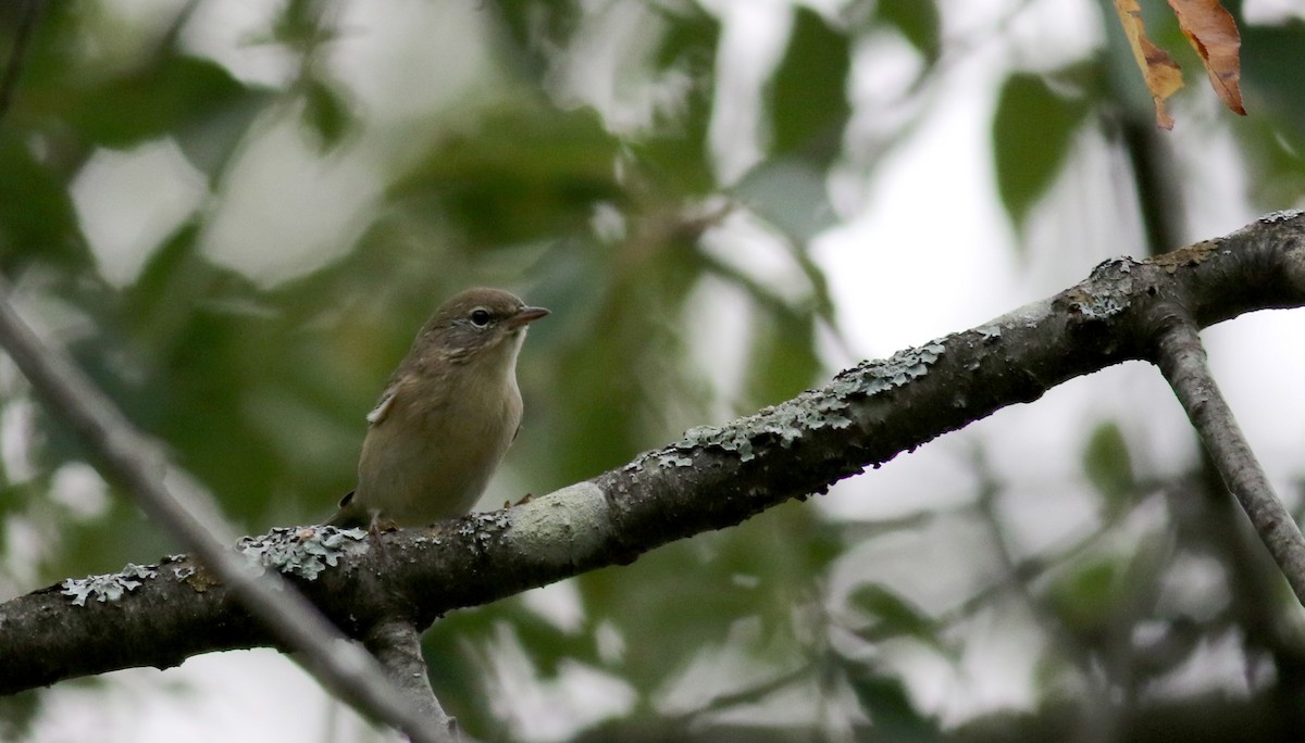 Pine Warbler - ML35166061