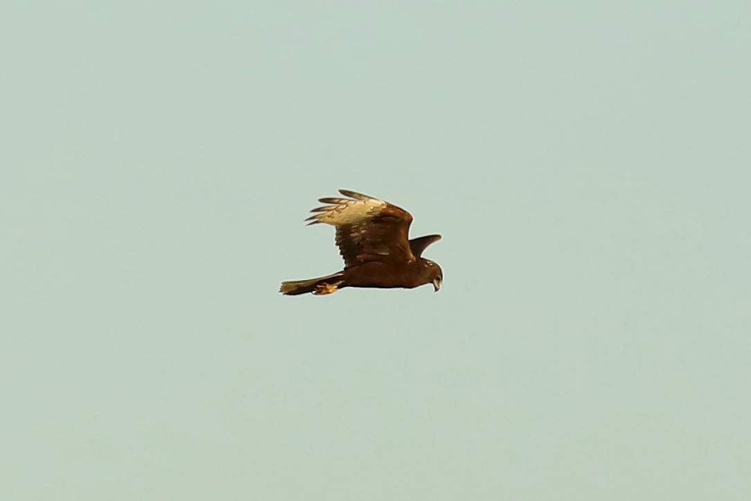 Swamp Harrier - ML351662981