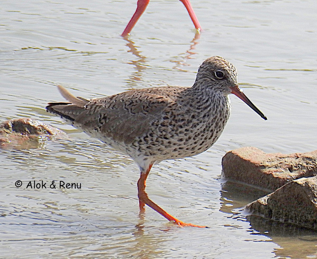 Common Redshank - ML351663641