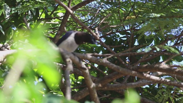 Curl-crested Jay - ML351663781