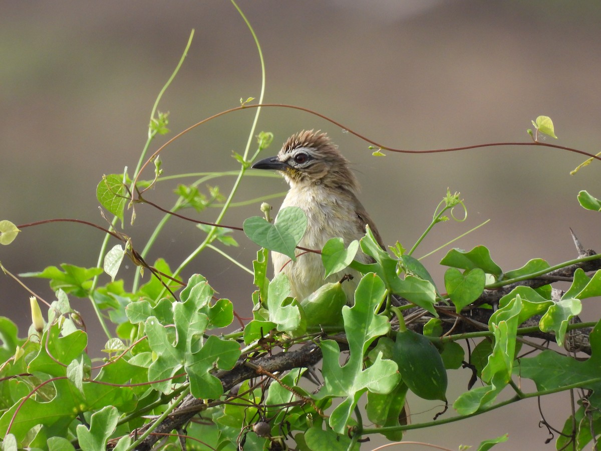 White-browed Bulbul - ML351663991