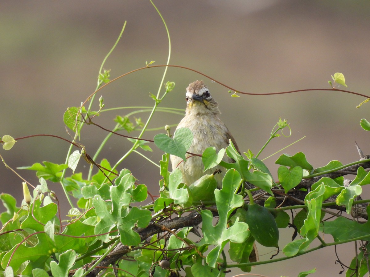 White-browed Bulbul - ML351664031