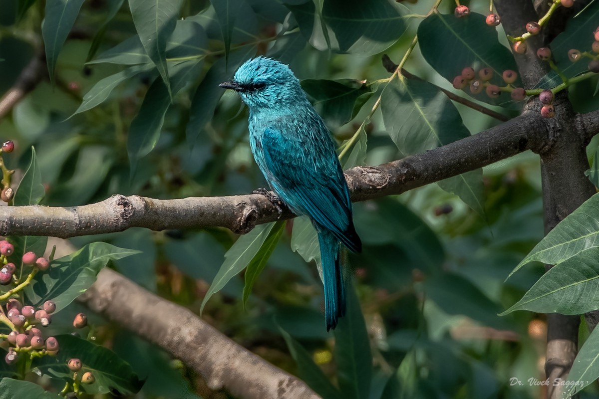 Verditer Flycatcher - ML351665771