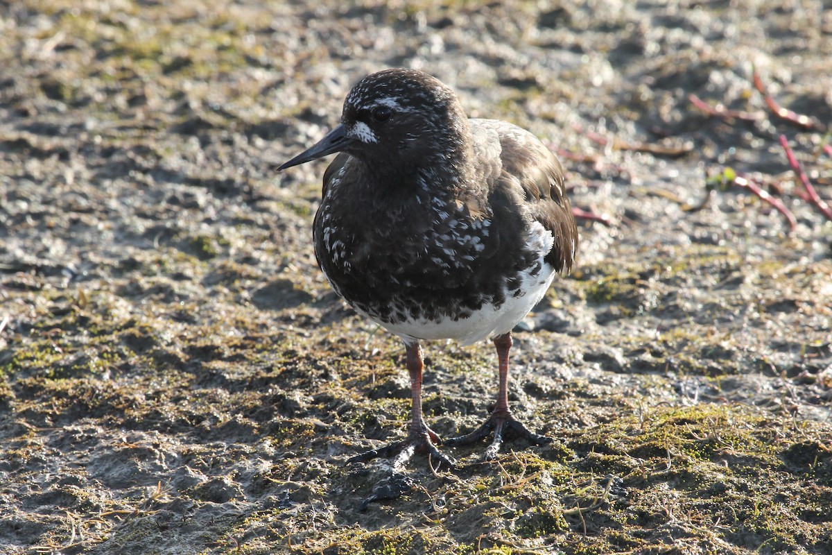 Black Turnstone - ML35166621