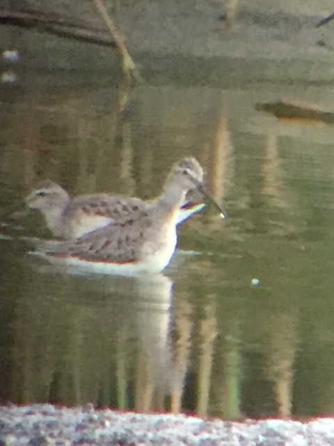 Stilt Sandpiper - ML35166671