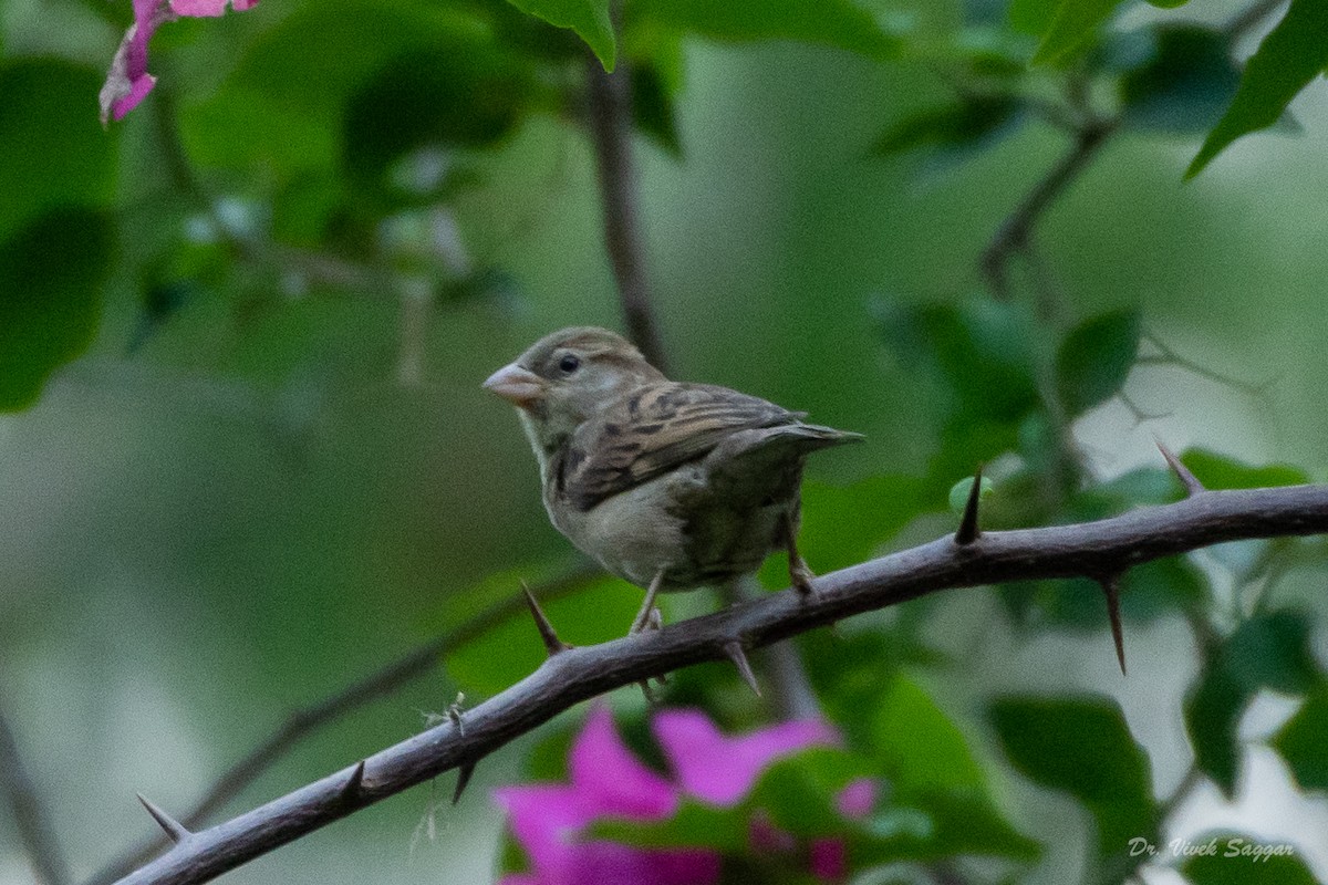 House Sparrow - ML351666901