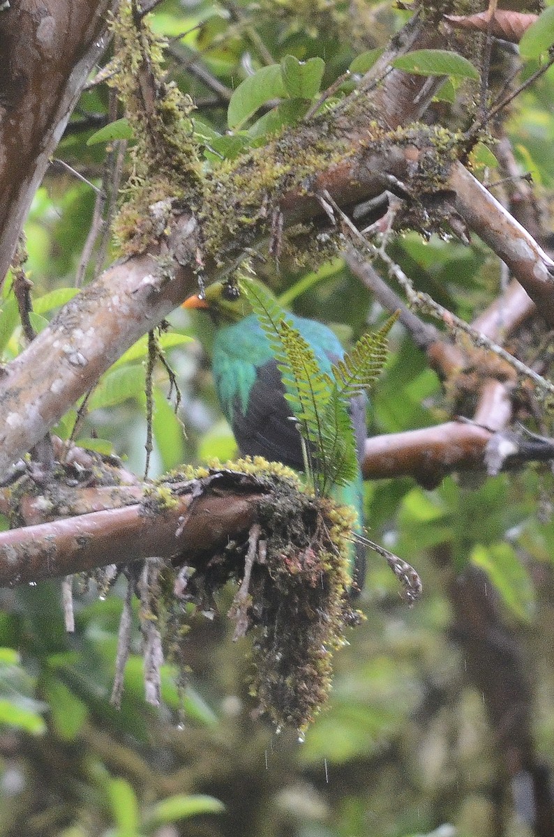 Golden-headed Quetzal - ML35166701