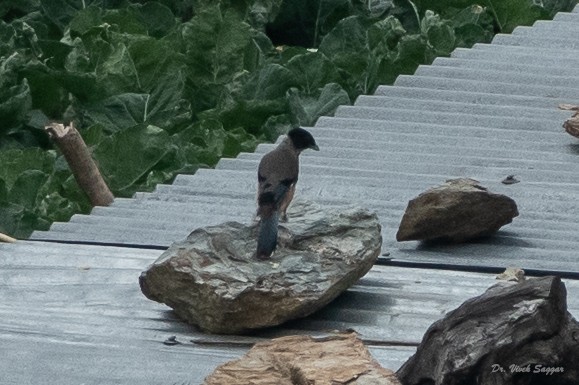 Black-headed Jay - ML351667541